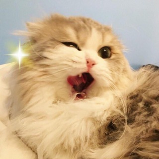 Бляцкие коты - TgScanner