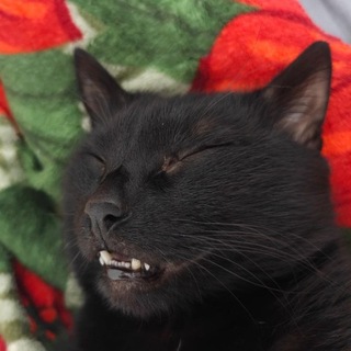 Полигон Chat - TgScanner