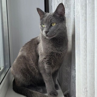 Аватар Телеграм канала "Избитые кошки г.Шатура" @catshalpshstyura