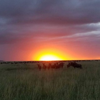 Travel and Tourism🐆🦏🦁🐒 - TgScanner