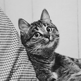 Аватар Телеграм канала "DailyCats" @daily_cats