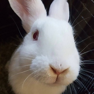Avatar of Telegram channel "IAF - Rabbits 🐇" @iaf_rabbits