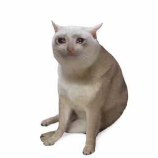 Avatar of Telegram channel "Cash Cat" @cashcat_robinhood