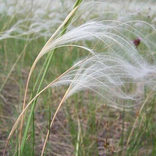 Avatar of Telegram channel "Белгородчина" @belgorpost