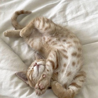 коші пише.. - TgScanner