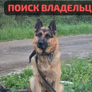 Аватар Телеграм каналу "Овчарка Граф из Заворово (Группа помощи)" @ovcharkazavorovo