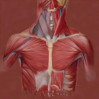 Наше тело - TgScanner