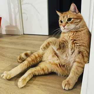 Product Manager’s Diary - TgScanner