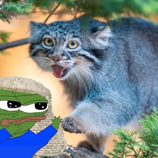 Аватар Телеграм каналу "Judge Frog’s S’more Cult" @judgesmorecult
