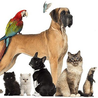 🐱Зоомагазин Чирчик 🐾AQUA-ZOO🐾🐶 - TgScanner