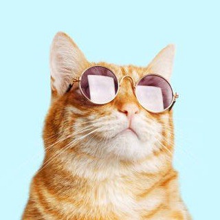 Аватар Телеграм канала "Funny Animals" @lolanimalz