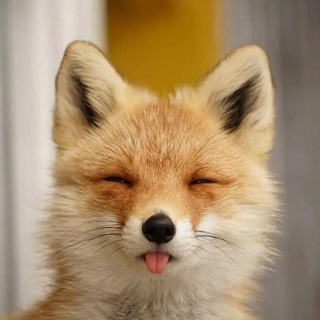Telegram频道 "fox_porn🦊" @kitsune_porn 的头像