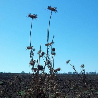empty spaces - TgScanner