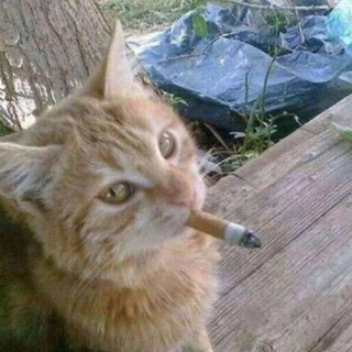 Аватар Телеграм канала "Курилка 🚬" @kurillochka