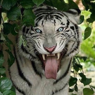 Жизнь на Земле 🌎 - TgScanner