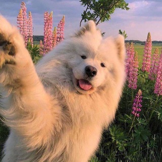 Avatar del canal de Telegram "Парные аватарки | для вас" @paenievatarichki