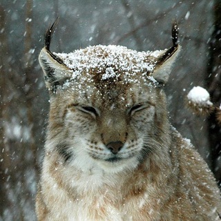 Усы Урсы - TgScanner