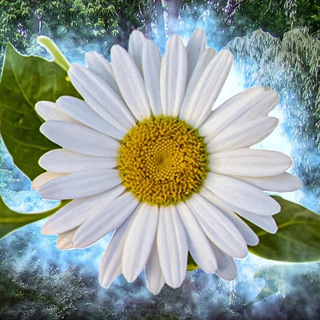Цветочница 🌺 - TgScanner