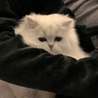 Моды | Gacha Life ♡ Gacha Club - TgScanner