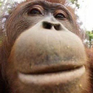 Daily Monkeys - TgScanner