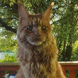 Дневник М.Б - TgScanner