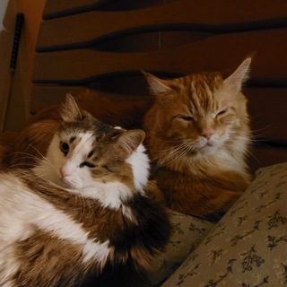 Коти Трегубова - TgScanner