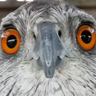 Avatar of Telegram channel "Shit Memes and Bird Dreams" @birblesmemes