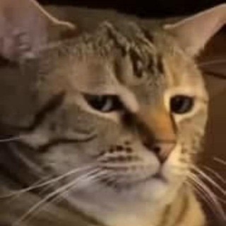 Gifs de Gatos - TgScanner