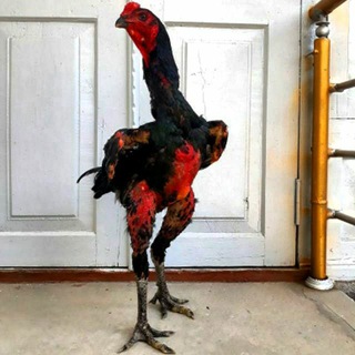 ( ВОДИЙ_ ХУРОЗ_АРЕНА - TgScanner