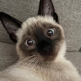 Avatar of Telegram channel "zernovka" @zernovka