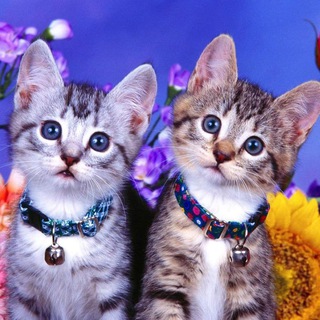 КОШАТНИКИ.Ташкент - TgScanner