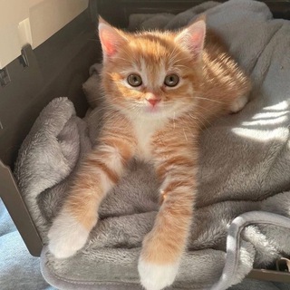 Язычки | обои | темы тг - TgScanner