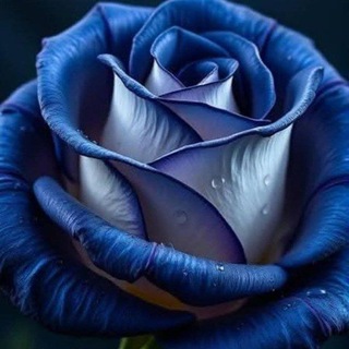 World of 🌹 🥀 🏵 💐 🌹 - TgScanner