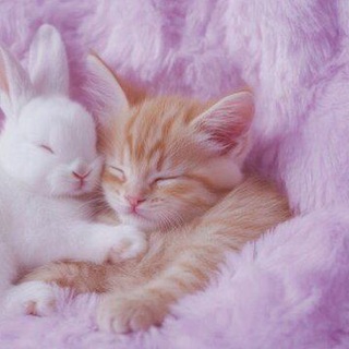 Аватар Телеграм канала "Мявушки🐾" @myrrchalkii