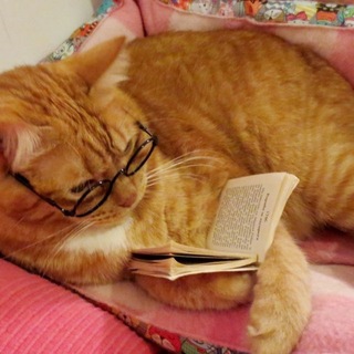 Avatar of Telegram channel "📚Club: El gato de la biblioteca 🐈" @somoslosgatosdelabiblioteca