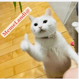 🫧🫧🤣🤪MemeLandi@🫧🫧🤣🤪 - TgScanner