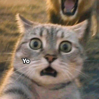 Memes El Gato Nocturno - TgScanner