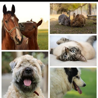 Avatar del canal de Telegram "TIERE SUCHEN EIN ZUHAUSE UM TIERWÜRDIG ZU LEBEN ❤️BITTE UNTERSTÜTZT KEINE TIERZÜCHTER DAFÜR ALLE TIERHEIME" @tierheimesind