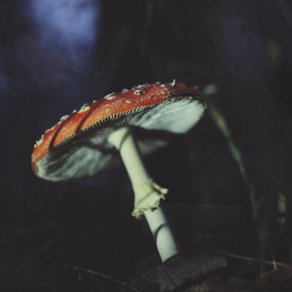 Паноптикум - TgScanner