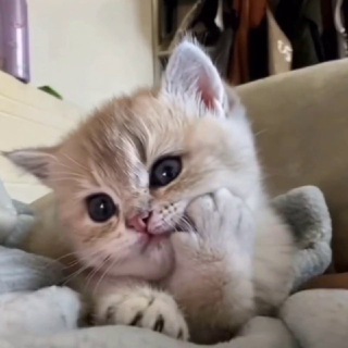 Аватар Телеграм каналу "блог котят" @pvxblog