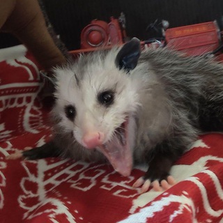 Opossum screamo - TgScanner