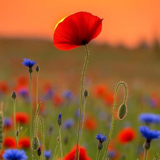 Chat and make friends Learn Chinese and english 🌸 - TgScanner