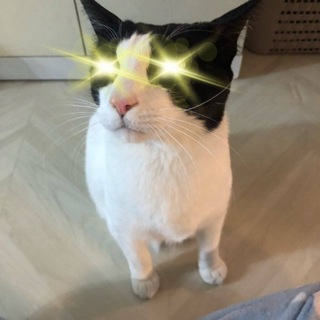 꿀찾는 양말이 Super N 크립토 일기장 ⚡️ - TgScanner