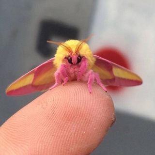Avatar of Telegram channel "Only Moths" @onlymoths