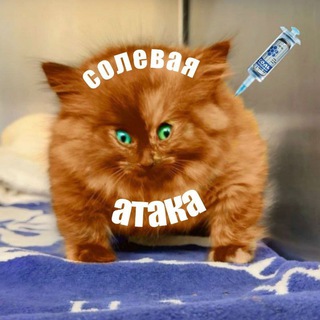 Солевая атака - TgScanner