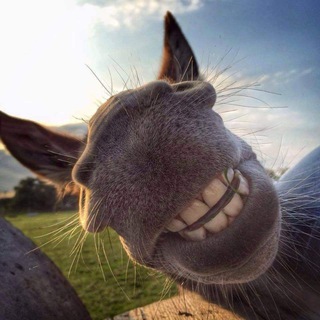 Avatar of Telegram channel "Osloff donkey farm" @osloffwlove