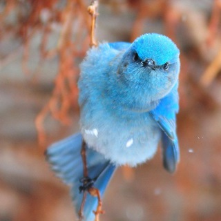 twitter curated - TgScanner