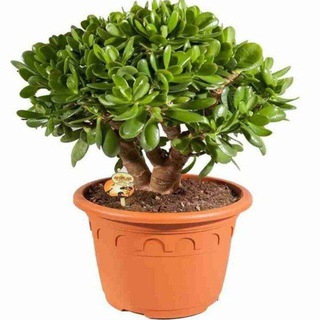 ГНОМЫ ЗА ЗОЛОТОМ - TgScanner