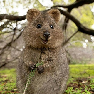 extreme animals - TgScanner