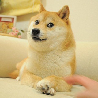 Own The Doge - TgScanner
